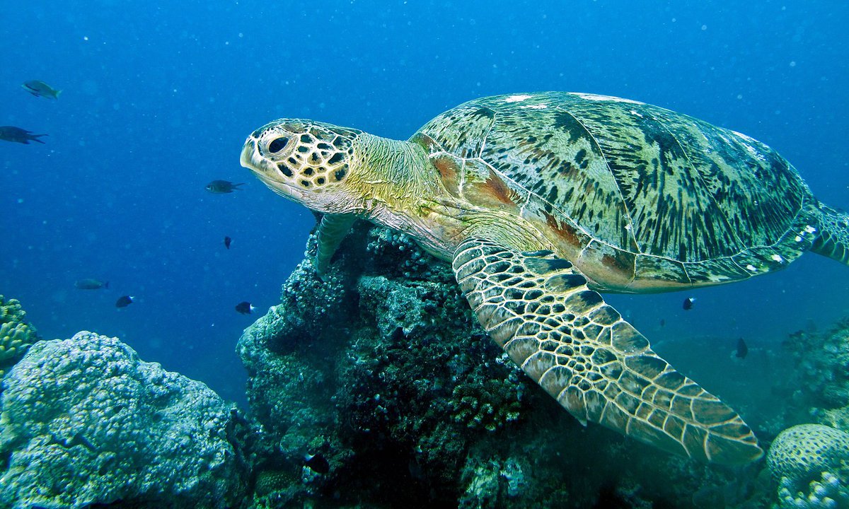 Sea Turtle